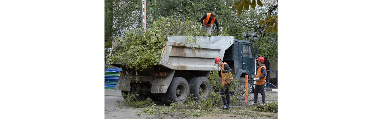 Перевозка деревьев в Тольятти